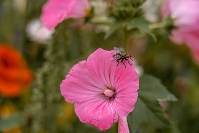 Close-up of insect on pink flower