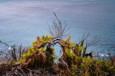 High angle view of trees by lake
