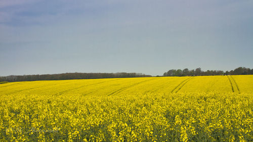 Scenic view of oilseed rape field against sky