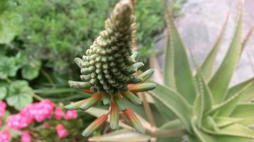 Close-up of plant growing outdoors