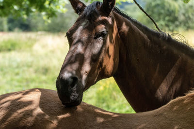 Close-up of horse in ranch