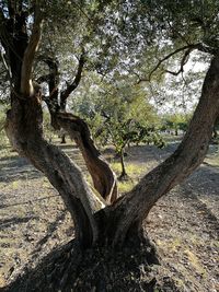 Shadow of tree