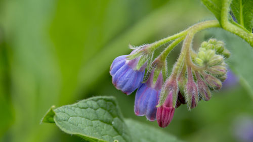 Close-up of purple flowers