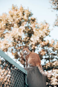View of a cat sitting on tree