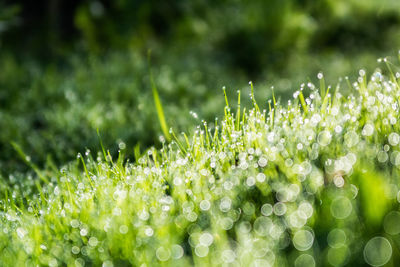 Close-up of flowering plants on field