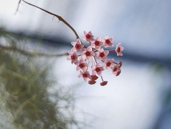 Close-up of flowers on tree