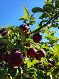 Low angle view of apple tree