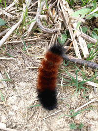 High angle view of insect on land