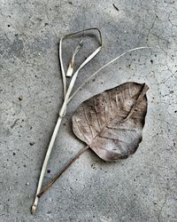 High angle view of dry leaves on tree