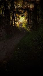 Trees growing in forest