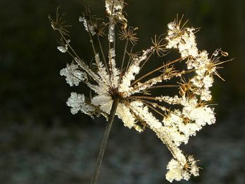 Close-up of white flowers