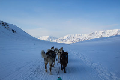 Dog on snowcapped mountain against sky