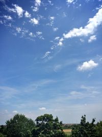 Low angle view of trees against blue sky