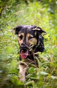 Close-up of dog on field