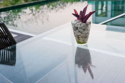 Close-up of potted plant on glass window