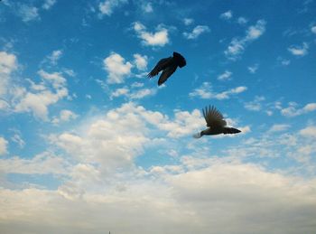 Low angle view of bird flying in sky