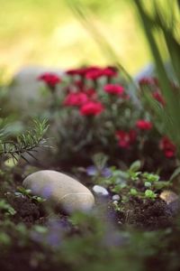Close-up of berries on plant