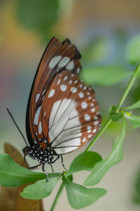 Close-up of butterfly on leaf