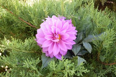 Close-up of pink flowers blooming outdoors