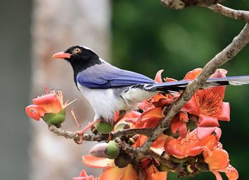 Close-up of bird perching on flower