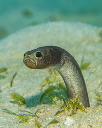 Heteroconger longissimus, brown garden eel