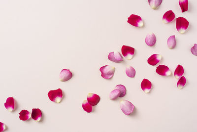 High angle view of pink flowers against white background