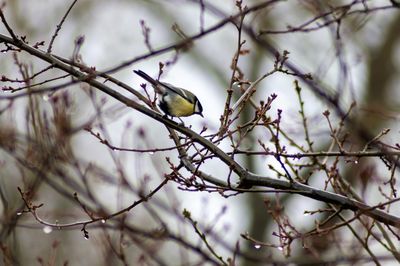 Close-up of bird perching on branch