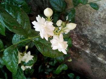 Close-up of white flowers blooming outdoors