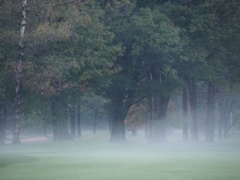 Trees on field in foggy weather
