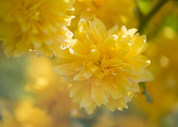 Close-up of yellow flowering plant