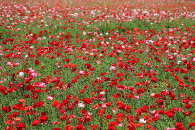 Full frame shot of red poppy flowers on field