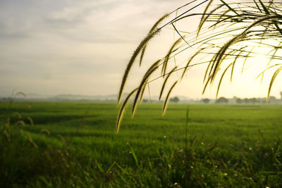 Close-up of crops on field against sky