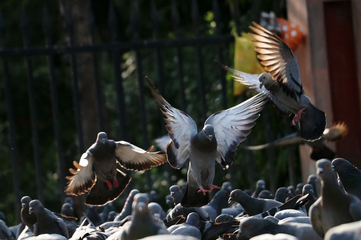 FLOCK OF BIRDS FLYING