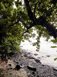 Trees and plants in water