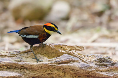 Close-up of bird perching outdoors