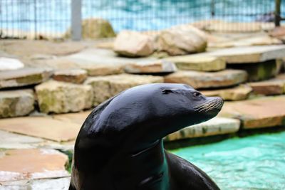 Close-up of sea in zoo