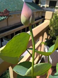 Close-up of plant growing outdoors