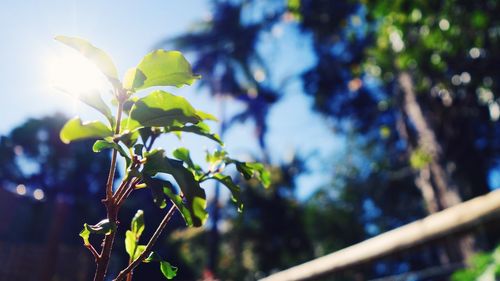 Low angle view of tree against sky