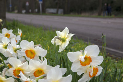 Close-up of white flowering plants on field