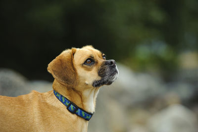 Side view of puggle