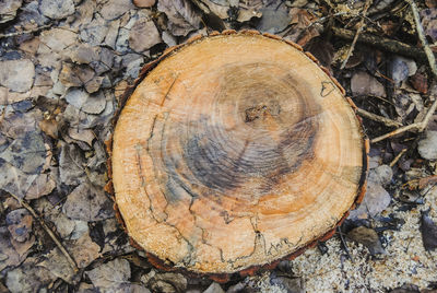 Close-up of tree stump in forest