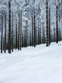 Trees in forest during winter