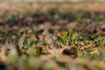 Close-up of plant on field