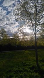 Trees on grassy field