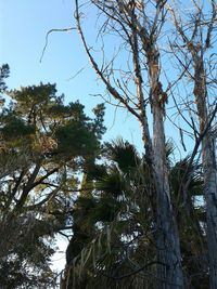 Low angle view of trees against clear sky