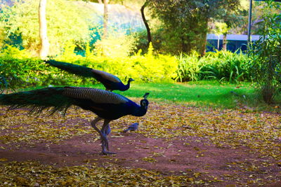 Bird on landscape against trees