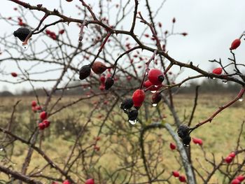 Close-up of red berries on tree