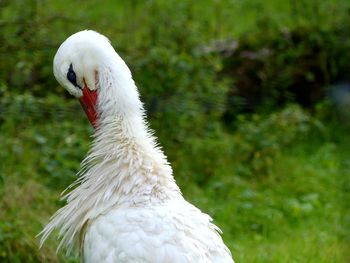 Close-up of swan