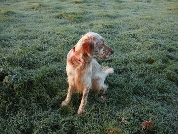 Dog sitting on grass