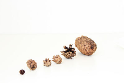 Close-up of cookies against white background